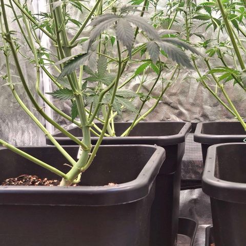 Watermelon Zkittlez Auto growlog timeline photo