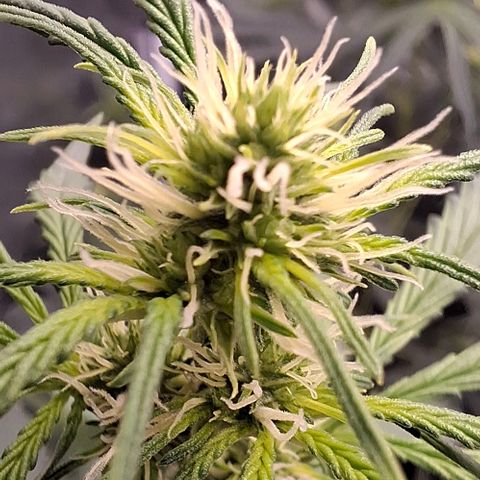 Watermelon Zkittlez Auto growlog timeline photo