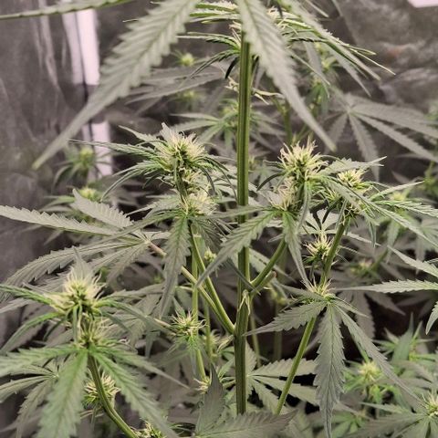 Watermelon Zkittlez Auto growlog timeline photo