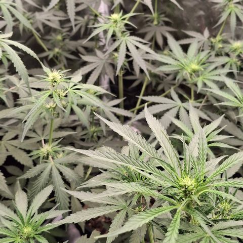 Watermelon Zkittlez Auto growlog timeline photo