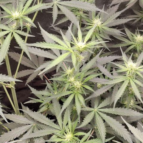 Watermelon Zkittlez Auto growlog timeline photo