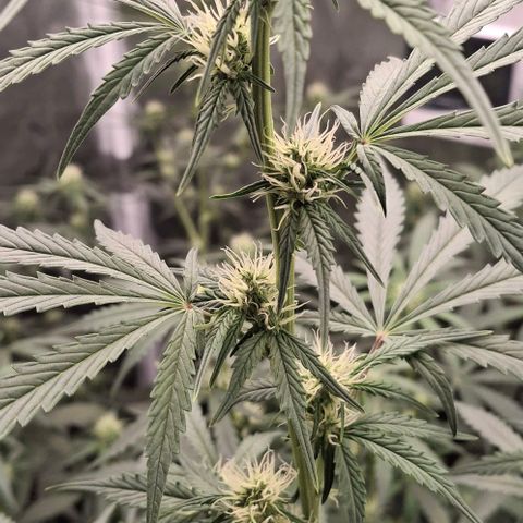 Watermelon Zkittlez Auto growlog timeline photo