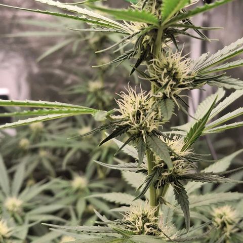 Watermelon Zkittlez Auto growlog timeline photo