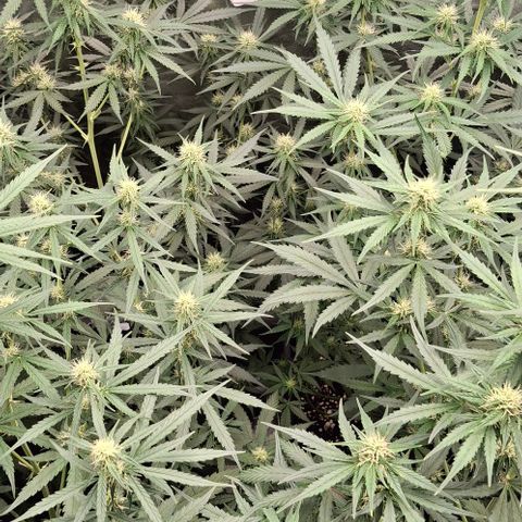 Watermelon Zkittlez Auto growlog timeline photo