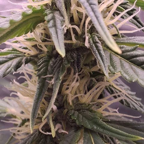 Watermelon Zkittlez Auto growlog timeline photo