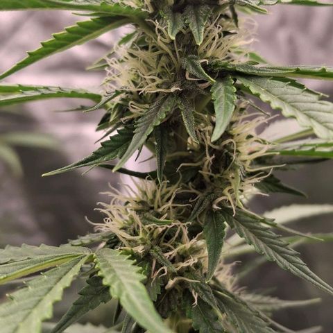 Watermelon Zkittlez Auto growlog timeline photo