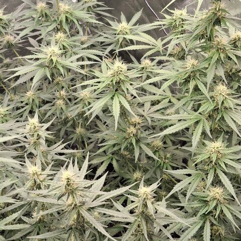 Watermelon Zkittlez Auto growlog timeline photo