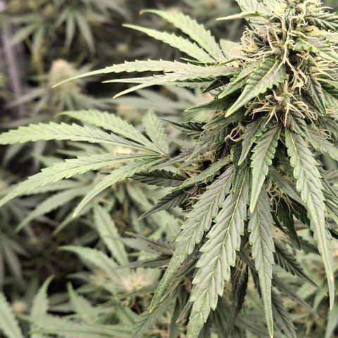 Watermelon Zkittlez Auto growlog timeline photo