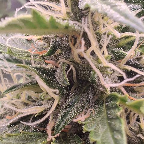 Watermelon Zkittlez Auto growlog timeline photo
