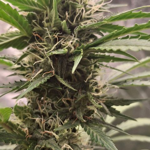 Watermelon Zkittlez Auto growlog timeline photo