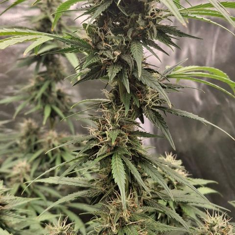 Watermelon Zkittlez Auto growlog timeline photo