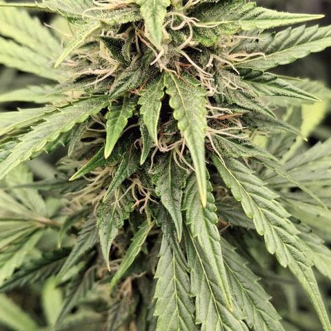 Watermelon Zkittlez Auto growlog timeline photo