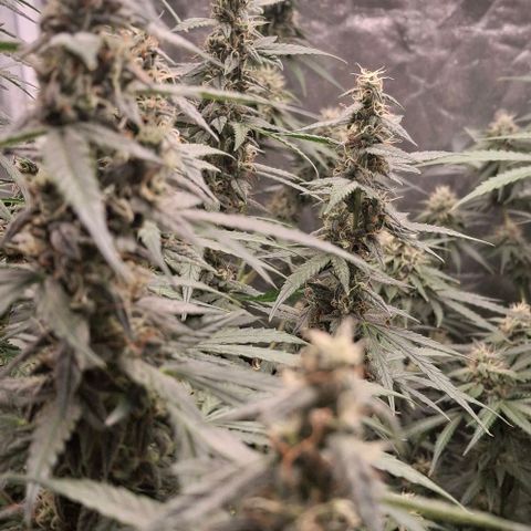 Watermelon Zkittlez Auto growlog timeline photo