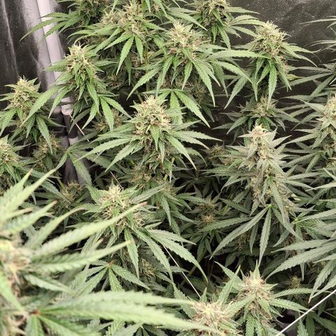 Watermelon Zkittlez Auto growlog timeline photo