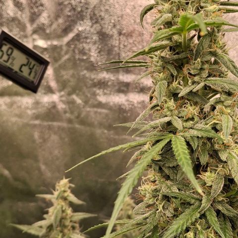 Watermelon Zkittlez Auto growlog photo: Kein h2o mehr