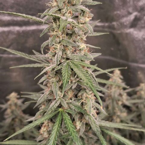 Watermelon Zkittlez Auto growlog photo: Headbuds 😀