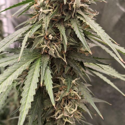Watermelon Zkittlez Auto growlog photo: Headbuds 😀