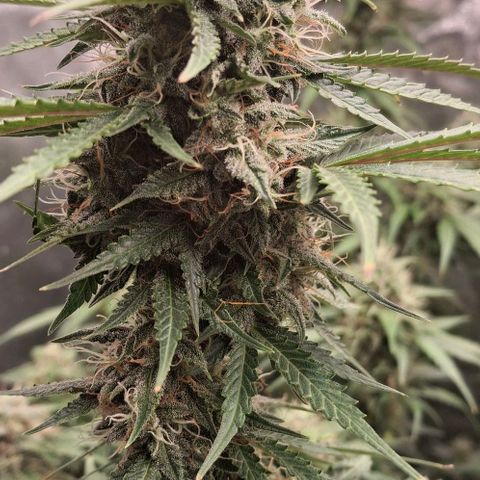 Watermelon Zkittlez Auto growlog photo: Headbuds 😀