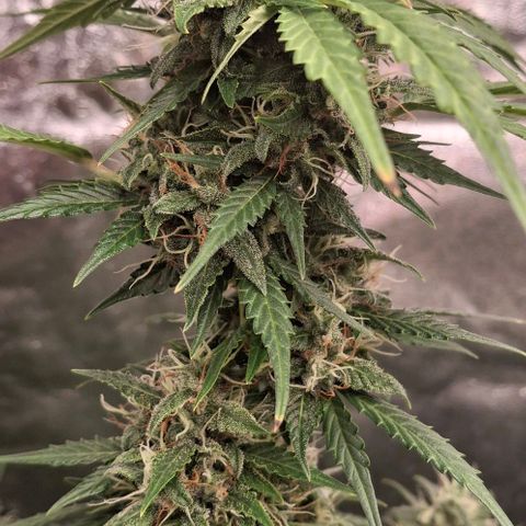 Watermelon Zkittlez Auto growlog photo: Headbuds 😀