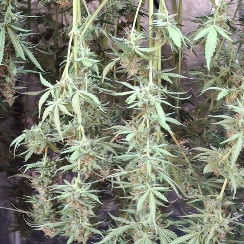 Watermelon Zkittlez Auto growlog photo: Erntedankfest 😍