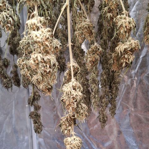 Watermelon Zkittlez Auto growlog photo: 7 Tage im trocknungszelt. Knacktest nicht bestanden 😀
Noch ein paar tage