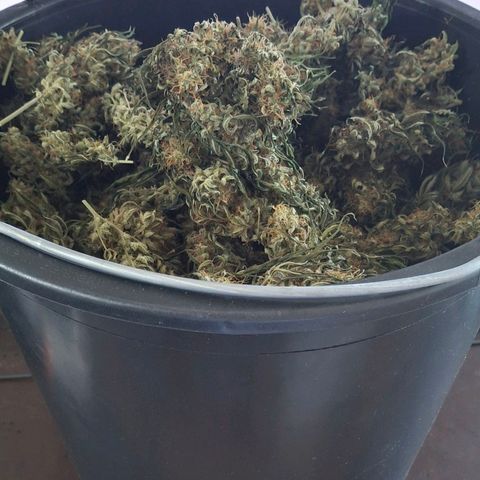 Watermelon Zkittlez Auto growlog timeline photo