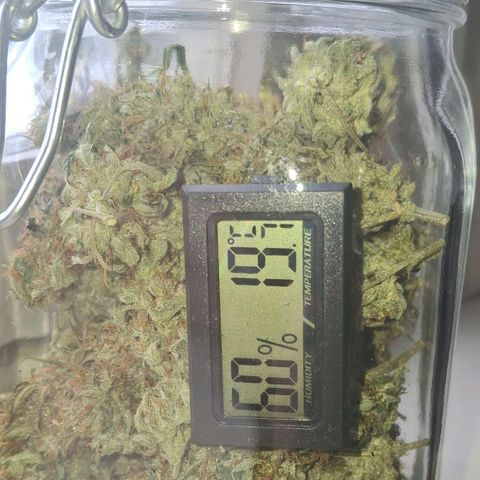 Watermelon Zkittlez Auto growlog timeline photo