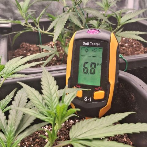 OG Kush (Stecklinge) growlog photo: LST