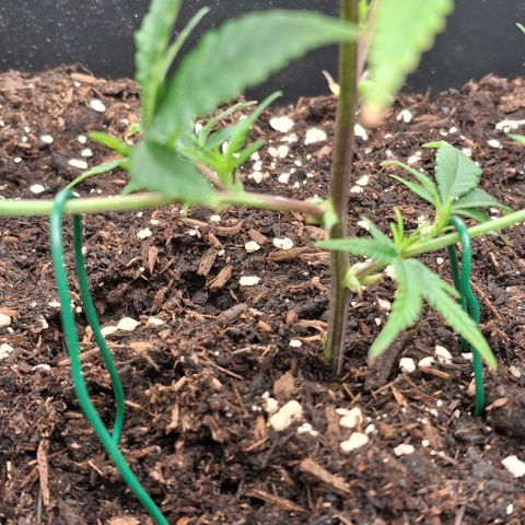OG Kush (Stecklinge) growlog photo: LST