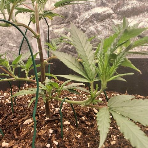 OG Kush (Stecklinge) growlog photo: LST