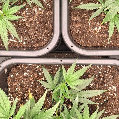 OG Kush (Stecklinge) growlog photo: LST