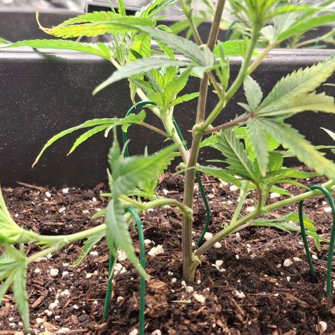 OG Kush (Stecklinge) growlog photo: LST