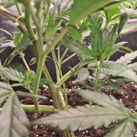 OG Kush (Stecklinge) growlog photo: LST