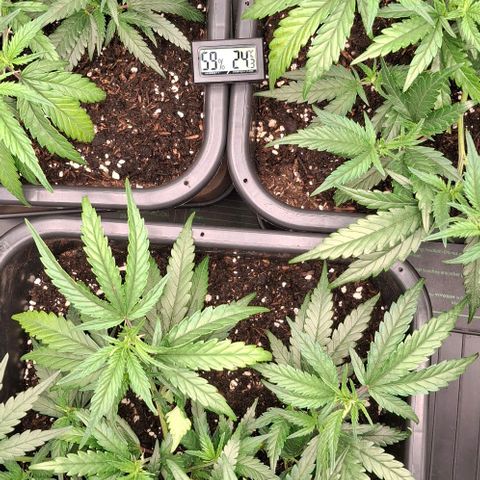 OG Kush (Stecklinge) growlog photo: LST