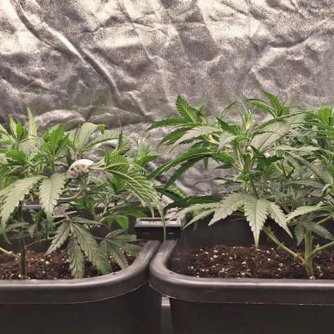 OG Kush (Stecklinge) growlog photo: LST