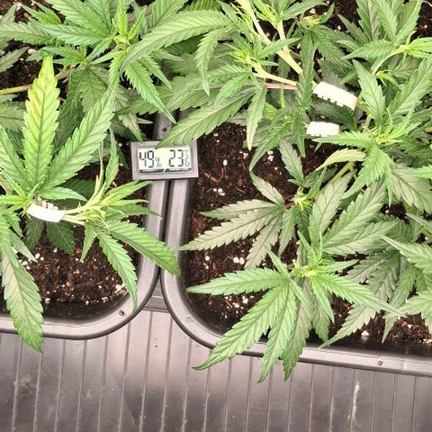 OG Kush (Stecklinge) growlog photo: LST