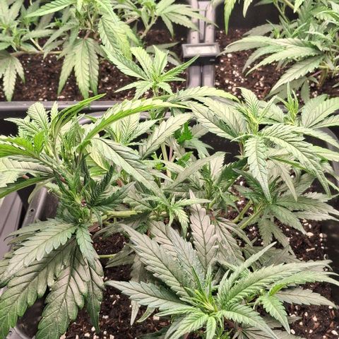 OG Kush (Stecklinge) growlog photo: LST