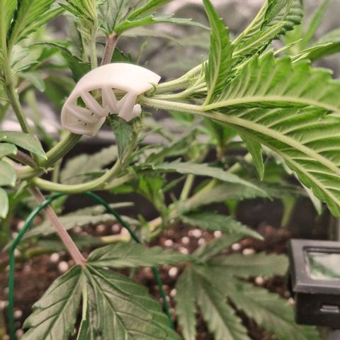 OG Kush (Stecklinge) growlog photo: LST