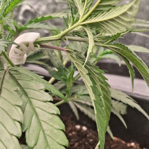 OG Kush (Stecklinge) growlog photo: LST