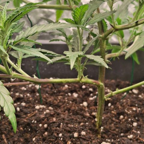 OG Kush (Stecklinge) growlog photo: LST