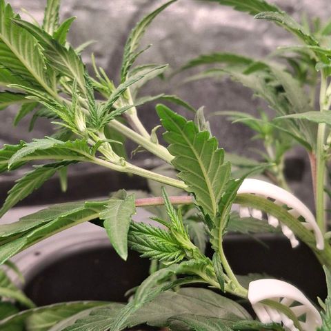 OG Kush (Stecklinge) growlog photo: LST