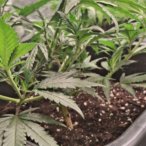 OG Kush (Stecklinge) growlog photo: LST