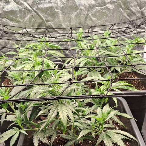 OG Kush (Stecklinge) growlog photo: Scrog-netz installiert 