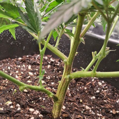 OG Kush (Stecklinge) growlog timeline photo