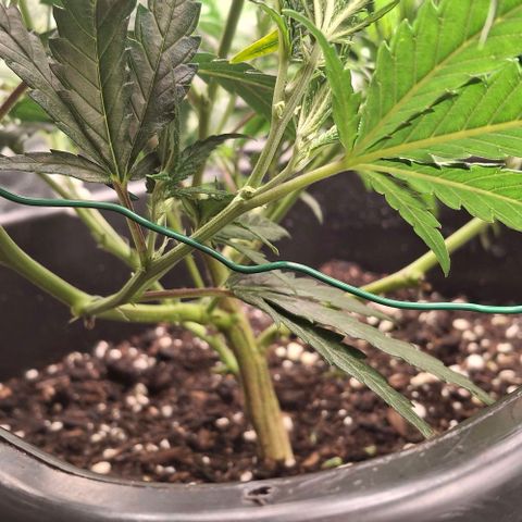 OG Kush (Stecklinge) growlog timeline photo