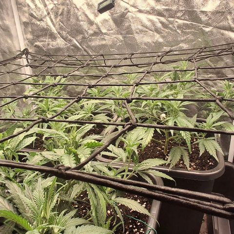 OG Kush (Stecklinge) growlog timeline photo