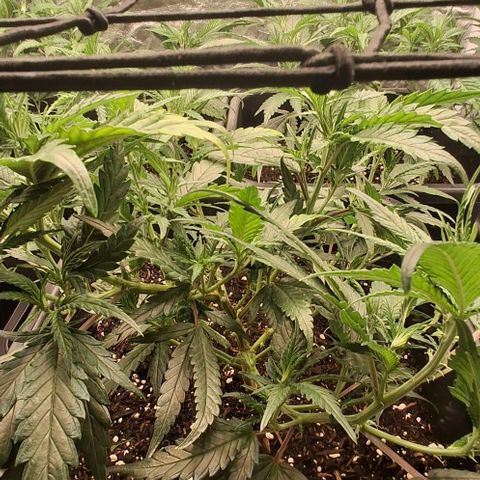 OG Kush (Stecklinge) growlog timeline photo