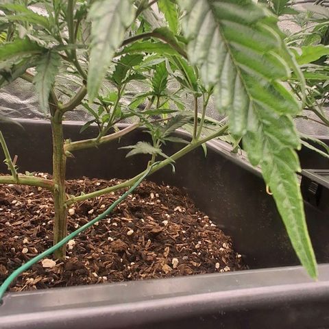 OG Kush (Stecklinge) growlog timeline photo