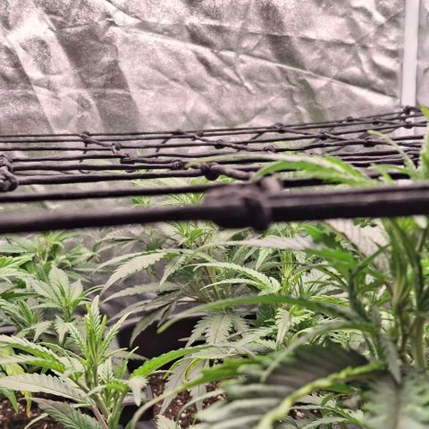 OG Kush (Stecklinge) growlog timeline photo