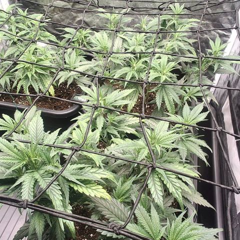 OG Kush (Stecklinge) growlog timeline photo